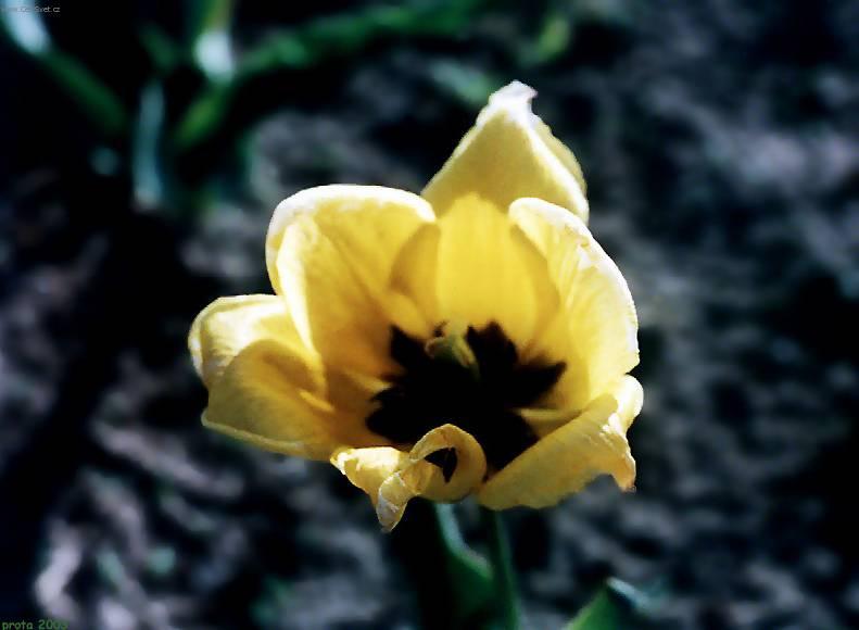 Fotky: Tulip�n (foto, obrazky)
