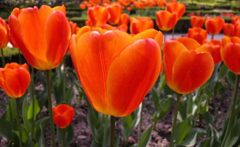 Fotky: Tulip�n (foto, obrazky)