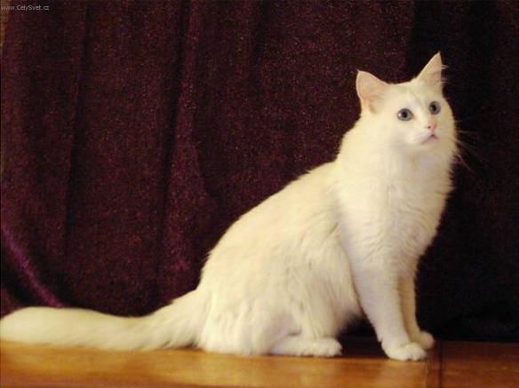Fotky: Tureck� Angora (foto, obrazky)