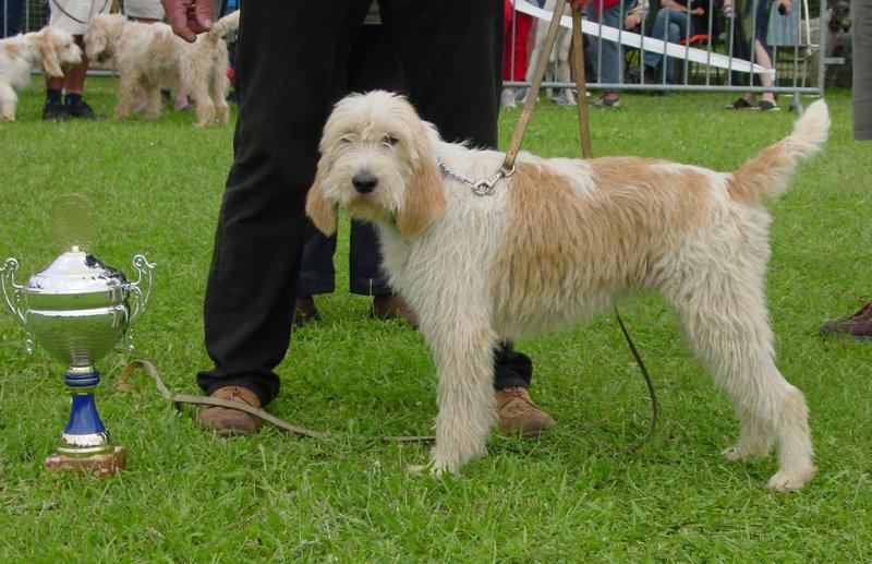 Fotky: Velk� vend�esk� hrubosrst� honi� (foto, obrazky)