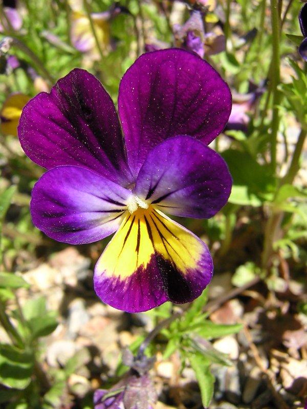 Foto: Violka Trojbarevn�