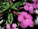 Achimenes, Honz�k, K�iv�tka