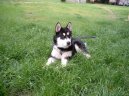 Alja�sk� malamut