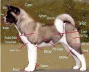 Americk� akita