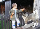 :  > Americk� akita (American akita)