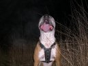 Fotky: Americk� pitbull teri�r (foto, obrazky)