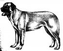 :  > Anatolsk� pasteveck� pes (Anatolian Shepherd Dog, Anatolian Karabash Dog)