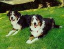 :  > Anglick� ov��ck� pes (English Shepherd)