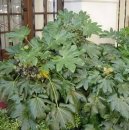 Ar�lie, prodara japonsk�