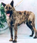 Ardensk� bouvier