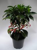 Pokojov� rostliny:  > Ard�sie (Ardisia)
