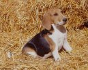 :  > Artoissk� honi� (Artois Hound)
