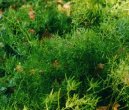 Pokojov� rostliny:  > Aspar�gus (Asparagus Sprengeri.)