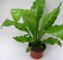 Pokojov� rostliny:  > Asplenium vlasov� (Asplenium trichomanes)