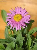 Pokojov� rostliny:  > Astra alp�nsk�, hv�zdice alpsk� (Aster alpinus)