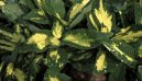 Pokojov� rostliny:  > Aukuba japonsk� (Aucuba japonica)