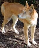 :  > Australsk� chrt (Australian Greyhound)