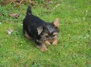 Australsk� silky teri�r