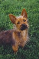 Australsk� teri�r