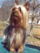 Australsk� teri�r