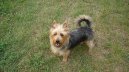 Australsk� teri�r