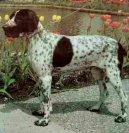 :  > Auvergnesk� oha� kr�tkosrst� (Auvergne pointer)
