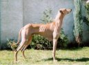 :  > Azavak, Azava�sk� chrt (Azawakh)
