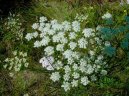 Bedrn�k Obecn�