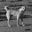 :  > Bedu�nsk� pasteveck� pes (Bedouin Shepherd Dog)