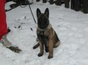 :  > Belgick� ov��k - Malinois (Chien de Berger Belge)