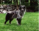Ps� plemena:  > Pyrenejsk� ov��k s kratkou srst� (Pyrenean Sheepdog)
