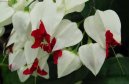 Blahoke�, klerodendrum