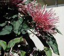 Blahoke�, klerodendrum