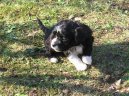Fotky: Bolo�sk� ps�k (foto, obrazky)