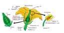 Pokojov� rostliny:  > Botanika a struktura rostlin (The structure of the flower)