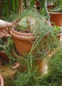 Pokojov� rostliny:  > Bowiea (Bowiea volubilis)