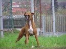 Fotky: N�meck� boxer (foto, obrazky)