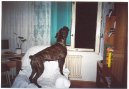 Fotky: N�meck� boxer (foto, obrazky)