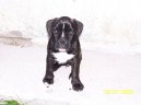 Fotky: N�meck� boxer (foto, obrazky)