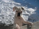 N�meck� boxer