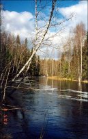 Pokojov� rostliny:  > B��za bradavi�nat� (Betula verrucosa Ehrt)