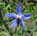 Pokojov� rostliny:  > Brutn�k L�ka�sk� (Borago officinalis L.)
