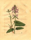 Pokojov� rostliny:  > Bukvice L�ka�sk� (Stachys betonica)