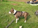 Fotky: Bulteri�r (Bullteri�r) (foto, obrazky)