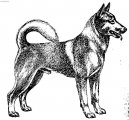 :  > Caansk� pes (Canaan Dog)