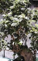 Pokojov� rostliny:  > �aj fuki (Carmona Microphylla)