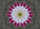 Cereus