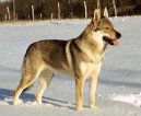 �eskoslovensk� vl��k