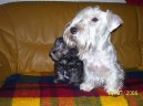 Ps� plemena: Teri��i > �esk� teri�r (Czech Terrier)