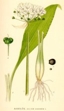 �esnek Medv�d�